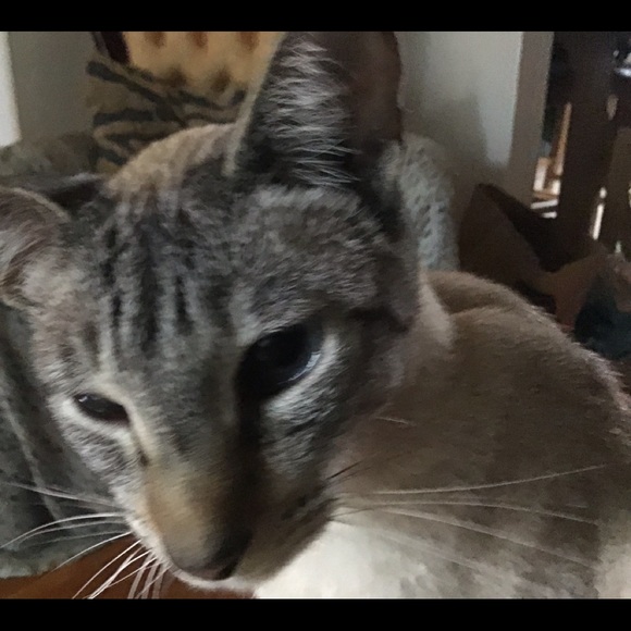 Meet your Posher, Alina - Picture 1 of 1